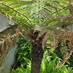 Dicksonia antarctica 整株植物