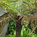 Dicksonia antarctica整株植物