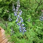 Lupinus nootkatensis പുഷ്പം