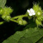 Pavonia peruviana Hoja