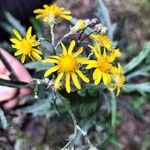 Senecio pterophorusFlower