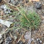 Dianthus arenarius Habit