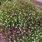 Gypsophila muralis Fula