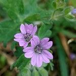 Geranium molle Kvet