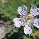 Geranium renardii Flower