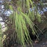 Pinus patula 葉