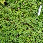 Heterotis rotundifolia Хабит