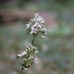 Frasera albicaulis Flower