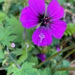 Geranium psilostemon Blomma