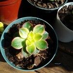 Aeonium haworthii叶