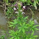 Cleome spinosa Arall