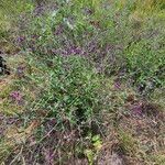 Gutenbergia cordifolia Floro