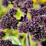 Heliotropium arborescens Flor