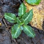 Goodyera oblongifolia Leaf