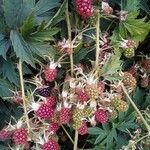 Rubus nemoralis Gyümölcs