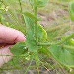 Heterotheca subaxillaris Leaf