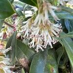 Sarcococca hookeriana Flower