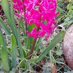 Hyacinthus orientalis Habitus