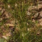 Carex pallescens Habit