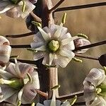 Drimia altissima Flower