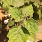 Solanum villosum Blad