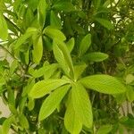 Euphorbia grantii Lehti