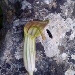 Arisarum vulgareКветка