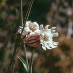 Silene douglasii Blüte