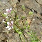 Erodium tordylioides Blüte