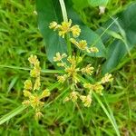 Cyperus surinamensis Flower