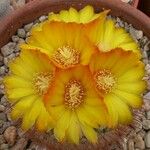 Parodia microsperma Flor