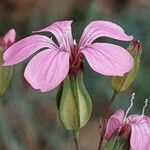 Gypsophila vaccaria Flor