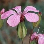 Vaccaria hispanica 花