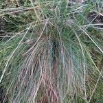 Festuca filiformis List