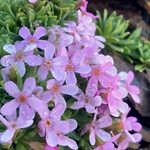 Androsace ciliata Flower