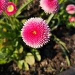 Bellis perennisফুল