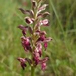 Anacamptis coriophora Кветка