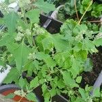 Chenopodium ficifoliumFeuille