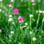 Armeria alpina Habitus