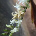 Cyrtorchis ringens Цветок