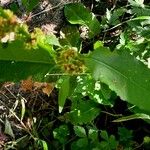 Rumex palustris Blad