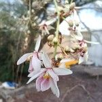 Moringa peregrina Λουλούδι