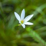 Zephyranthes candida Flor