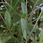 Myosotis arvensis Folio