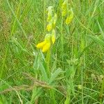 Lathyrus pratensis ശീലം