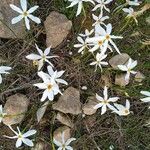 Narcissus serotinus Flors