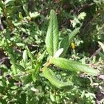 Shepherdia canadensis Leaf