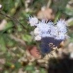 Ageratum conyzoides Flower