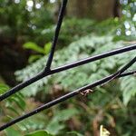 Adiantum trapeziforme Bark