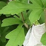 Hibiscus mutabilis Leaf